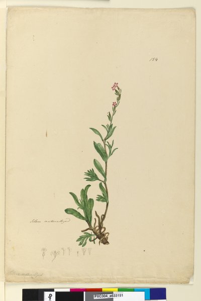 Side 154. Silene naturaliseret, ca. 1803-06 (wc, pen, blæk og blyant) af John William Lewin