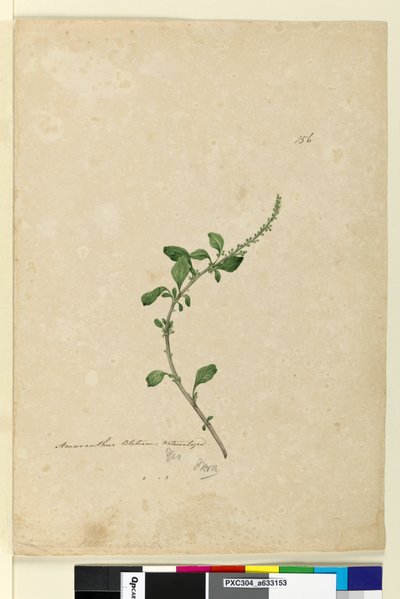 Side 156. Amaranthus Blitum, c.1803-06 (wc, pen, blæk og blyant) af John William Lewin