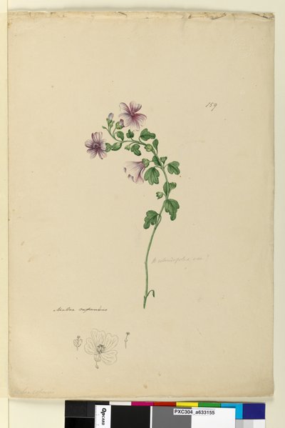 Side 159. Malva capensis, c.1803-06 (wc, kuglepen, blæk og blyant) af John William Lewin
