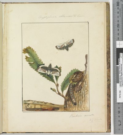Side 15. Plade 4 Cryptophasa alba, costa Lewin, 1803-04 (håndfarvede ætsetryk) af John William Lewin