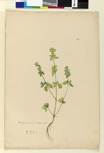 Side 162. Stachys arvensis, c.1803-06 (wc, pen, blæk og blyant) af John William Lewin