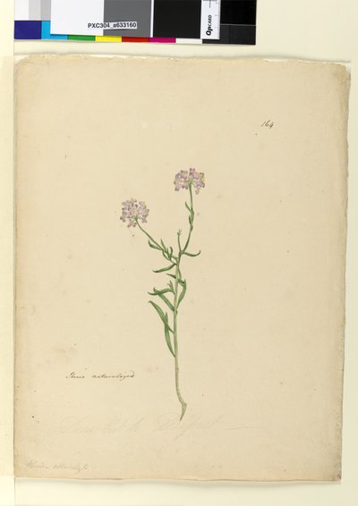 Side 164. Iberis naturaliseret, c.1803-06 (wc, pen, blæk og blyant) af John William Lewin
