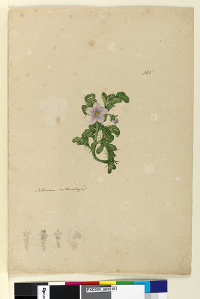Side 165. Solanum naturaliseret, c.1803-06 (wc, kuglepen, blæk og blyant) af John William Lewin