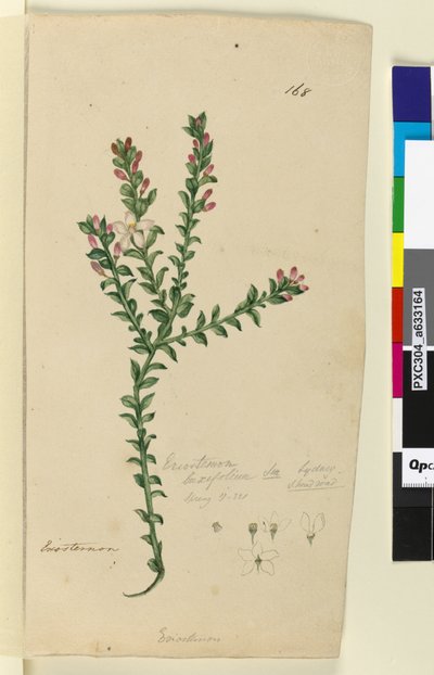 Side 168. Eriostemon buxifolium, ca. 1803-06 (wc, pen, blæk og blyant) af John William Lewin