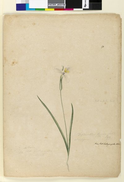 Side 170. Diplarrhena moraea, ca. 1803-06 (wc, kuglepen, blæk og blyant) af John William Lewin