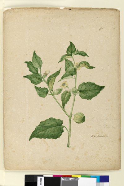 Side 172. Physalis edulis, ca. 1803-06 (wc, pen, blæk og blyant) af John William Lewin