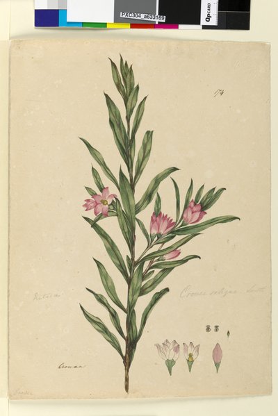 Side 174. Crowea saligna, ca. 1803-06 (wc, kuglepen, blæk og blyant) af John William Lewin