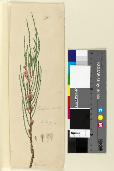 Side 175. Casuarina stricta Allocasuarina verticillata, c.1803-06 (wc, kuglepen, blæk og blyant) af John William Lewin