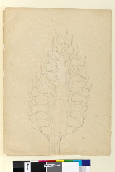 Side 178a. Zamia, ca. 1803-06 (wc, kuglepen, blæk og blyant) af John William Lewin