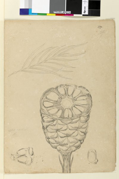 Side 178b. Spiralis, ca. 1803-06 (wc, pen, blæk og blyant) af John William Lewin