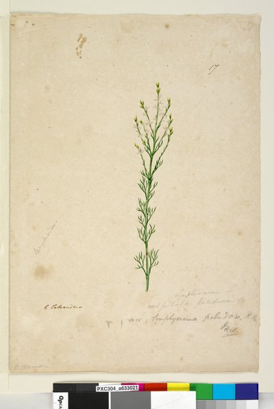 Side 17. Symphionema paludosum, c.1803-06 (wc, pen, blæk og blyant) af John William Lewin