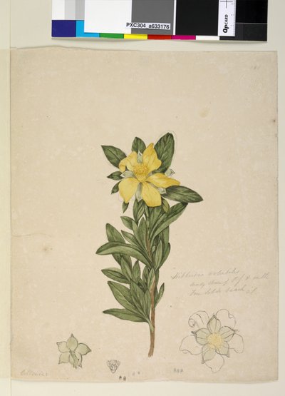Side 181. Hibbertia volubilis Hibbertia scandens, c.1803-06 (wc, pen, blæk og blyant) af John William Lewin