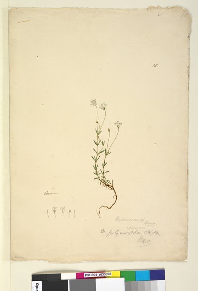 Side 18. Mitrasacme polymorpha, ca. 1803-06 (wc, pen, blæk og blyant) af John William Lewin
