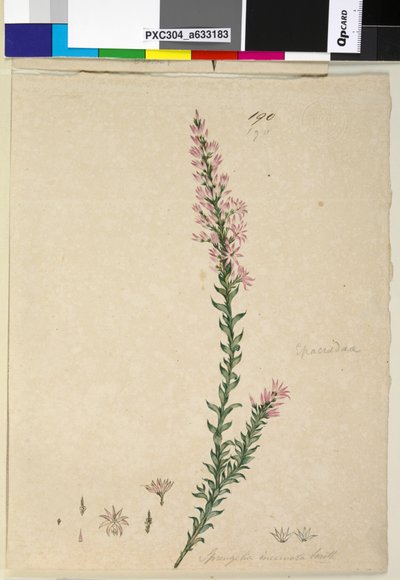 Side 190. Sprengelia incarnata, ca. 1803-06 (wc, pen, blæk og blyant) af John William Lewin