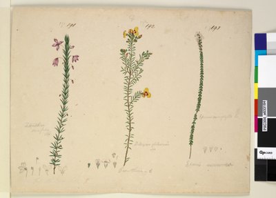 Side 191. Tetratheca ericifolia; 192. Dillwynia glaberrima; 193. Epacris microphylla, ca. 1803-06 (wc, pen, blæk og blyant) af John William Lewin