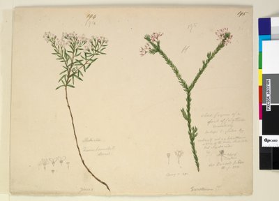 Side 194. Zieria lanceolata Zieria smithii; 195. En dårlig figur af en art af Calythrix..., ca. 1803-06 (wc, pen, blæk og blyant) af John William Lewin