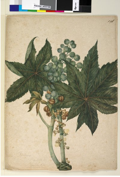 Side 196. Ricinus Ricinus communis, ca. 1803-06 (wc, kuglepen, blæk og blyant) af John William Lewin