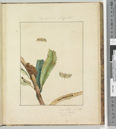 Side 19. Plade 5 Cryptophasa Strigata, 1803-04 (håndfarvede ætsetryk) af John William Lewin