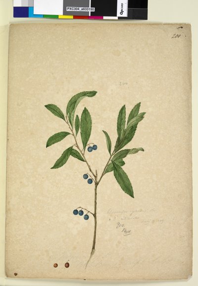 Side 200. Elaeocarpus reticulatus, c.1803-06 (wc, pen, blæk og blyant) af John William Lewin