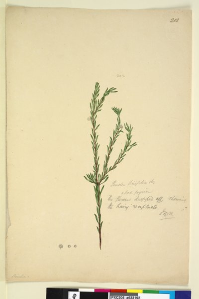 Side 202. Pimelia linifolia, ca. 1803-06 (wc, kuglepen, blæk og blyant) af John William Lewin