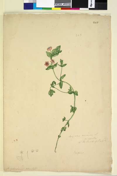 Side 203. Anagalis arvenis, c.1803-06 (wc, pen, blæk og blyant) af John William Lewin