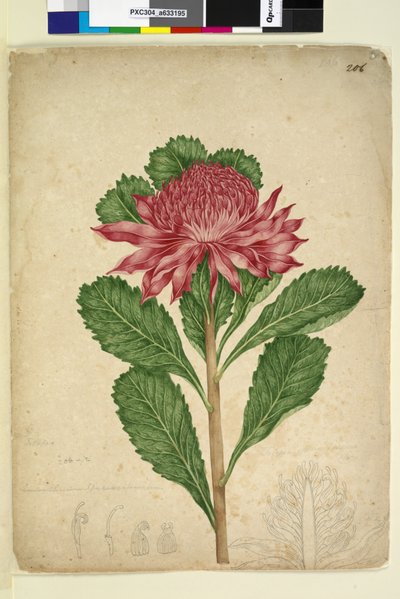 Side 206. Telopea speciosissima, c.1803-06 (wc, pen, blæk og blyant) af John William Lewin