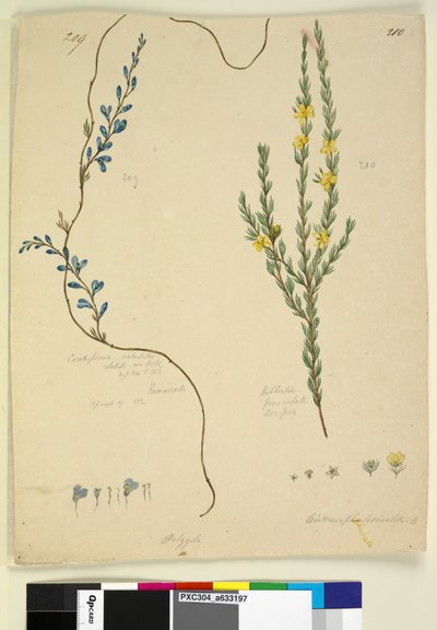 Side 209. Comesperma volubile; 210. Hibbertia fasciculata, ca. 1803-06 (wc, pen, blæk og blyant) af John William Lewin