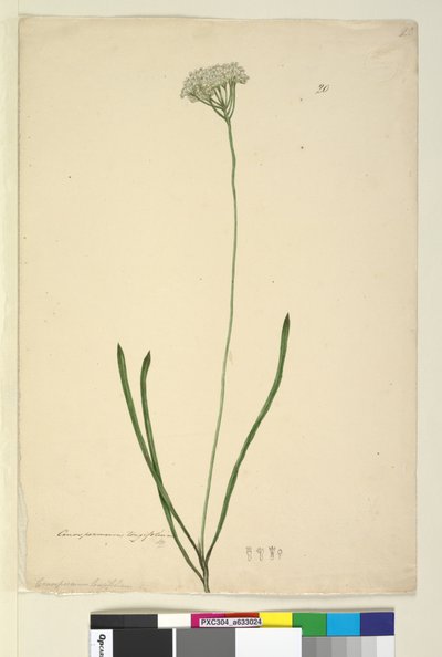 Side 20. Conospermum longifolium, c.1803-06 (wc, kuglepen, blæk og blyant) af John William Lewin