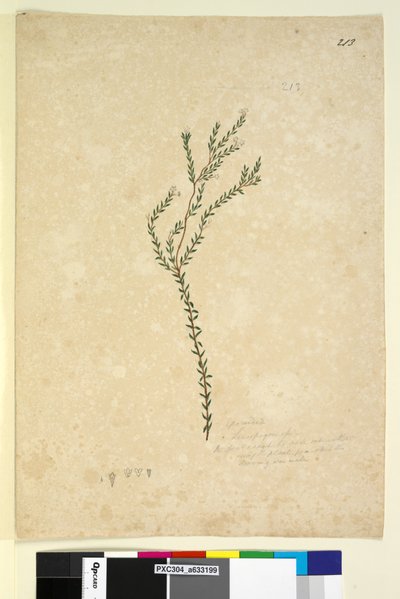 Side 213. EpacrideaeLeucopogon sp., ca. 1803-06 (wc, pen, blæk og blyant) af John William Lewin