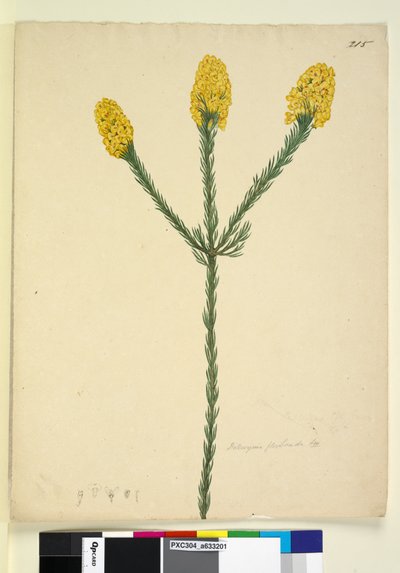 Side 215. Dillwynia floribunda, ca. 1803-06 (wc, kuglepen, blæk og blyant) af John William Lewin