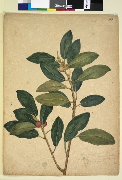 Side 216. Ficus rubiginosa, ca. 1803-06 (wc, kuglepen, blæk og blyant) af John William Lewin