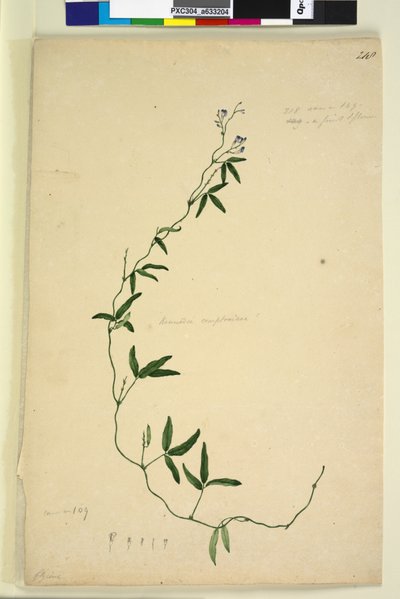 Side 218. Kennedia comptoniana Hardenbergia comptoniana, c.1803-06 (wc, pen, blæk og blyant) af John William Lewin