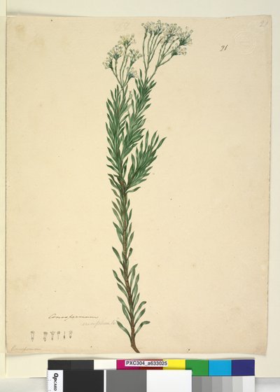 Side 21. Conospermum ericifolium, c.1803-06 (wc, pen, blæk og blyant) af John William Lewin