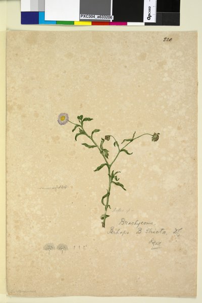 Side 220. Brachycome multifida, c.1803-06 (wc, pen, blæk og blyant) af John William Lewin