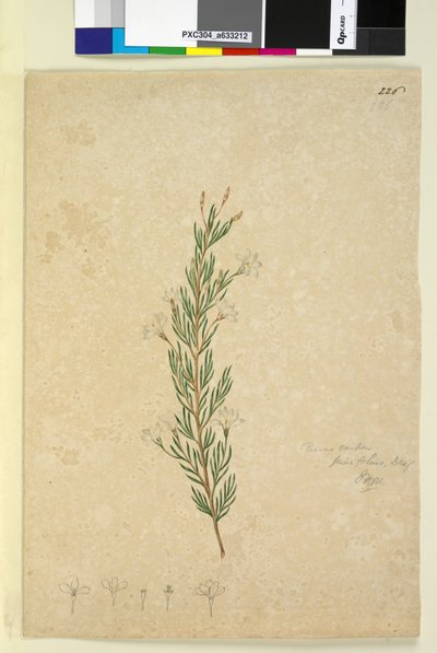 Side 226. Ricinocarpus pinifolius, ca. 1803-06 (wc, kuglepen, blæk og blyant) af John William Lewin