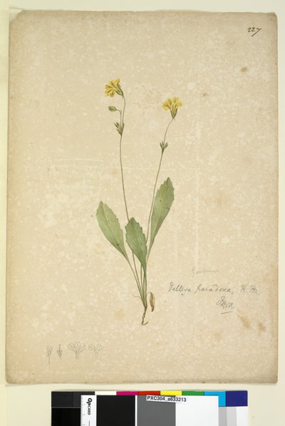 Side 227. Velleia paradoxa, ca. 1803-06 (wc, pen, blæk og blyant) af John William Lewin