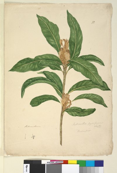Side 22. Xylomelum pyriforme, ca. 1803-06 (wc, pen, blæk og blyant) af John William Lewin