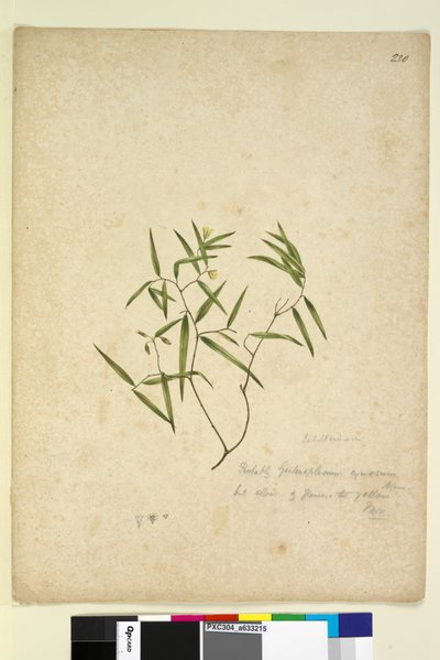 Side 230. Geitonoplesium cymosum, ca. 1803-06 (wc, pen, blæk og blyant) af John William Lewin