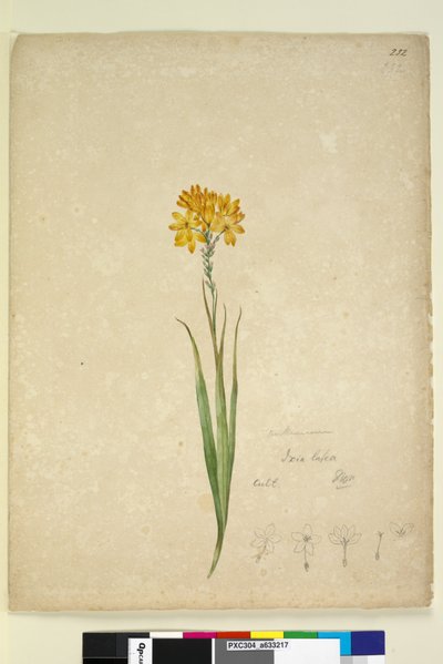 Side 232. Ixia lutea, ca. 1803-06 (wc, pen, blæk og blyant) af John William Lewin