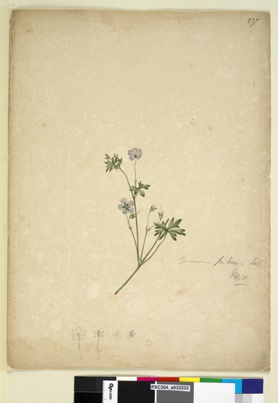 Side 237. Geranium pilosum, ca. 1803-06 (wc, pen, blæk og blyant) af John William Lewin
