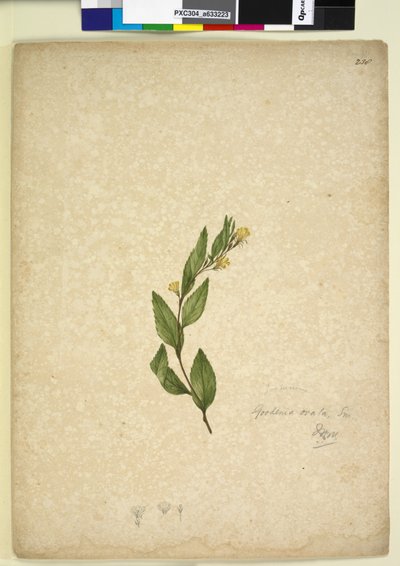 Side 238. Goodenia ovata, ca. 1803-06 (wc, pen, blæk og blyant) af John William Lewin
