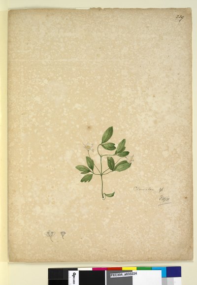 Side 239. Clematis, ca. 1803-06 (wc, kuglepen, blæk og blyant) af John William Lewin