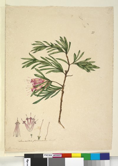 Side 23. Lambertia formosa, ca. 1803-06 (wc, kuglepen, blæk og blyant) af John William Lewin