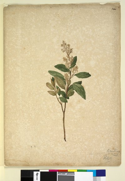 Side 240. Pomaderris ligustrina, ca. 1803-06 (wc, kuglepen, blæk og blyant) af John William Lewin