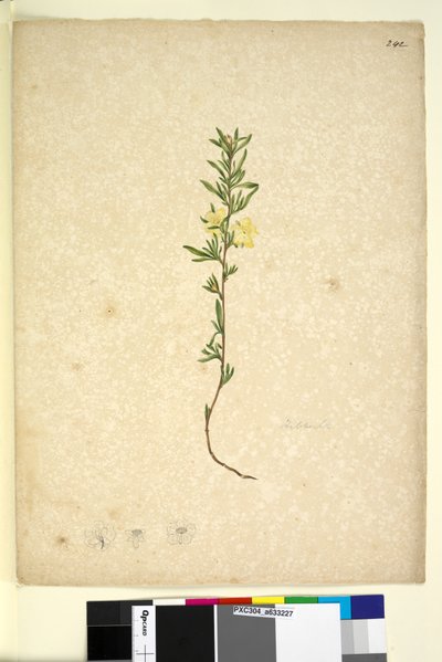 Side 242. Hibberta, ca. 1803-06 (wc, pen, blæk og blyant) af John William Lewin