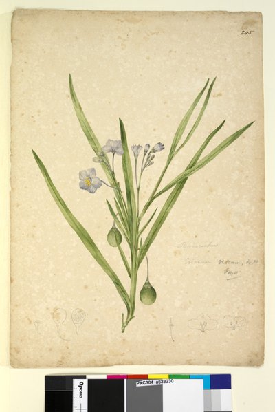 Side 245. Solanum vescum, c.1803-06 (wc, pen, blæk og blyant) af John William Lewin
