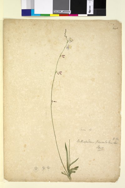 Side 246. Arthropodium paniculatum, ca. 1803-06 (wc, pen, blæk og blyant) af John William Lewin