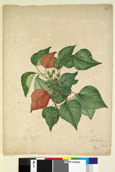 Side 247. Homolanthus populifolius Omalanthus populifolius, c.1803-06 (wc, kuglepen, blæk og blyant) af John William Lewin