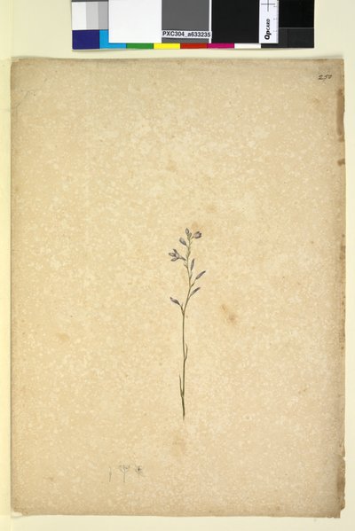 Side 250. Uidentificeret plante, ca. 1803-06 (wc, kuglepen, blæk og blyant) af John William Lewin