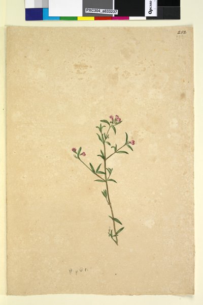 Side 252. Uidentificeret plante, ca. 1803-06 (wc, kuglepen, blæk og blyant) af John William Lewin